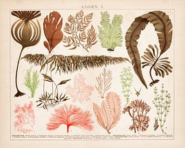 Plaque ancienne avec des algues en couleur. sur Studio Wunderkammer