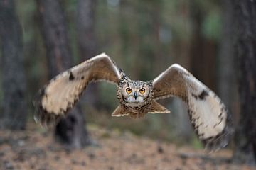 Indian Eagle-Owl ( Bubo bengalensis ) in flight, dynamic frontal shot by wunderbare Erde