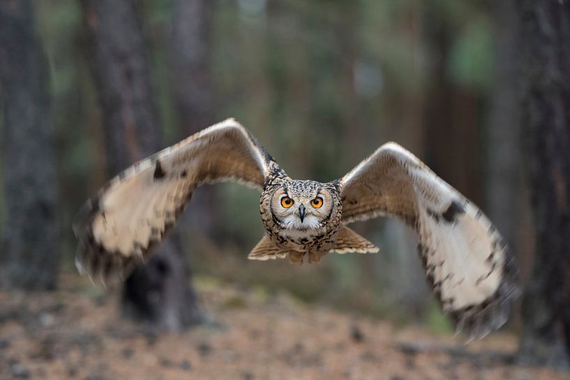 Indian Eagle-Owl ( Bubo bengalensis ) in flight, dynamic frontal shot by wunderbare Erde