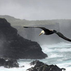 Galapagos albatros van Antwan Janssen