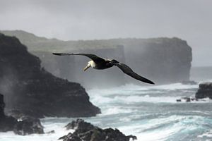 Albatros des Galápagos