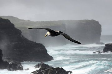 Galapagos albatros van Antwan Janssen