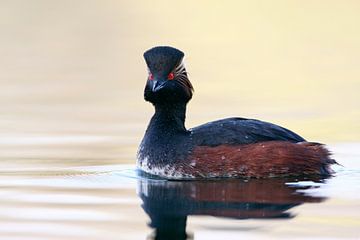 Geoorde Fuut zwemmend in water bij ochtendlicht, Nederland van Wilfred Marissen