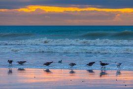 Meeuwen op het strand bij zonsondergang