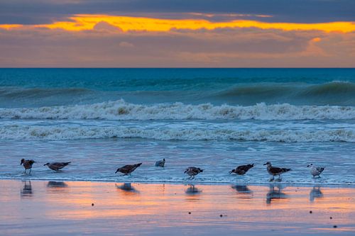 Meeuwen op het strand bij zonsondergang