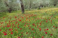 Olives and poppies by jowan iven thumbnail