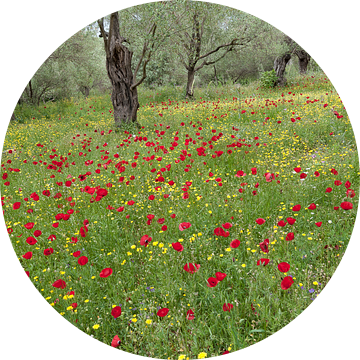 Olives and poppies van jowan iven