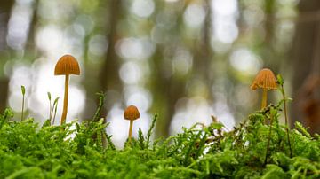 paddestoelen in hun perspectief van Pieter Helsen