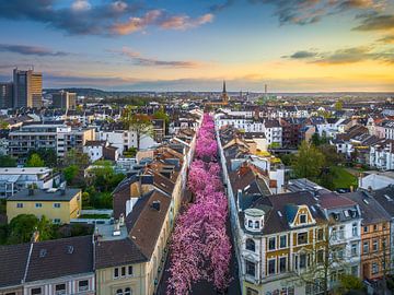 Kersenbloesems in Bonn, Duitsland