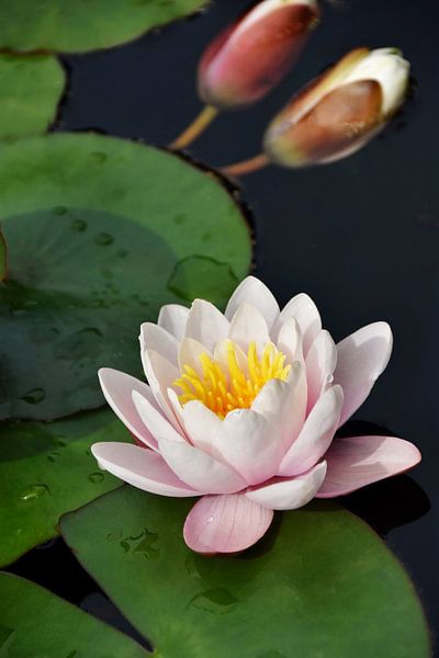 un nénuphar rose par Werner Lehmann