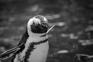 Pinguin van Lonneke Prins