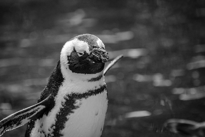 Pinguin van Lonneke Prins