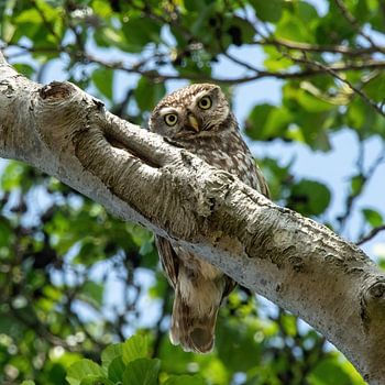 Nieuwsgierige Steenuil