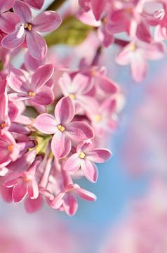 Lente van Violetta Honkisz