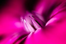 Detail paarse Bloem von Johan Slagers