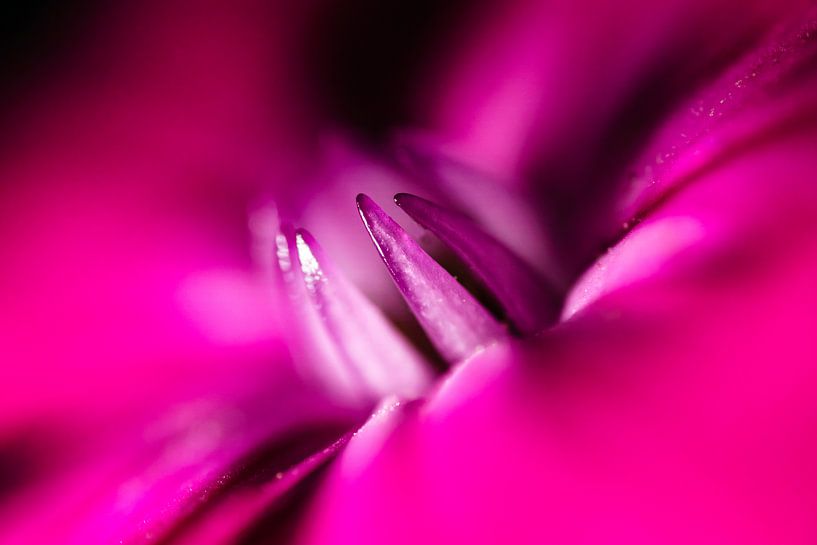 Detail paarse Bloem par Johan Slagers