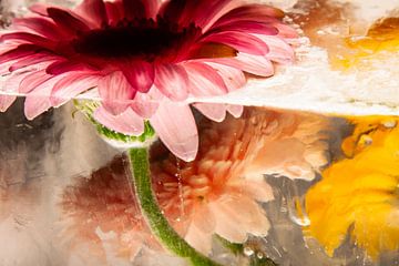 Gerbera in ice 3 by Marc Heiligenstein