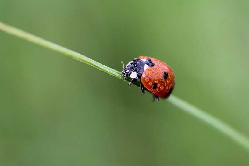 Coccinellidae by Mighuel Geutskens