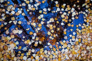 Herfstblaadjes in een plas water