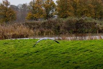 Vol au-dessus de la Banque sur Sebastian Stef