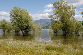 Trees in the waters of Lac de Sainte-Croix, forming a green oasis against a mountain backdrop