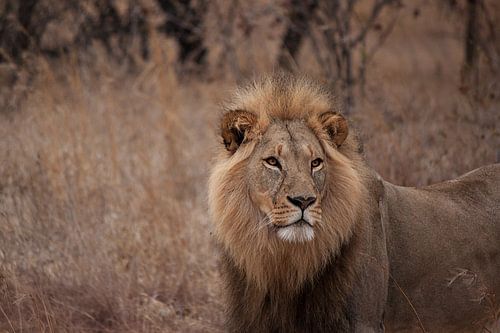 Leeuw op de uitkijk