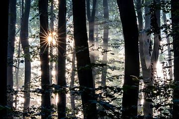 Lumière tombant dans une forêt sur Niek Goossen