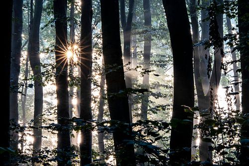 Lichtval in een bos