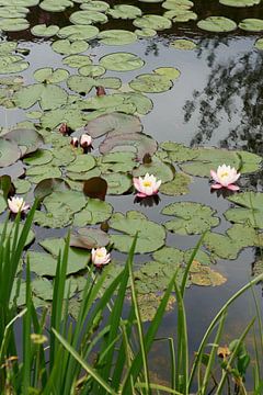 Romantische vijver met bloeiende waterlelies