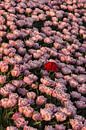 Tulpenfeld von Tanja de Mooij Miniaturansicht