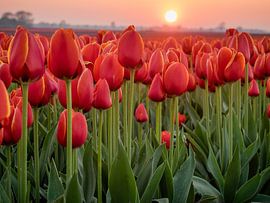 Tulipes rouges dans un champ sur Martijn Tilroe