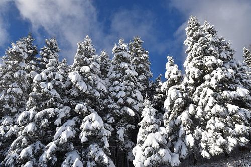 A snowy forest after the storm