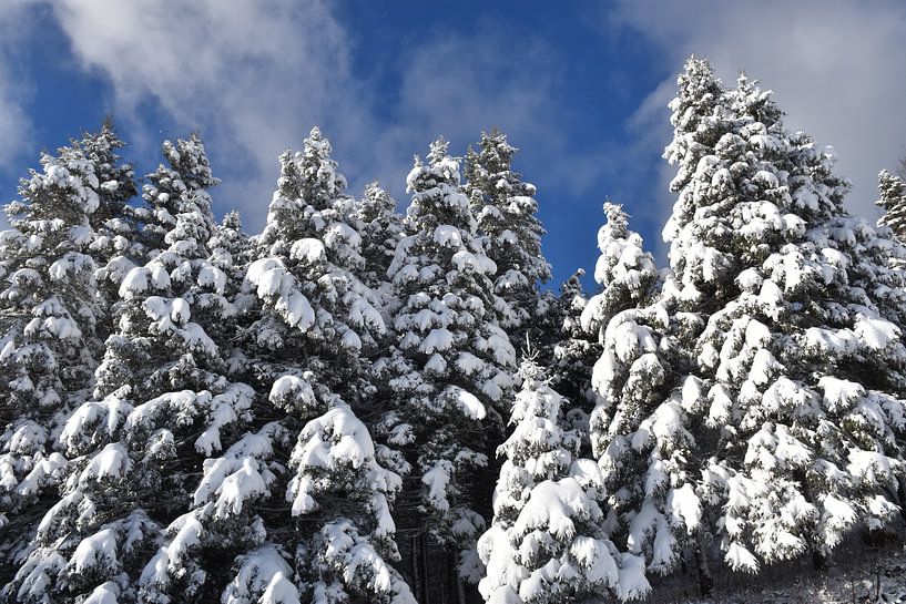 A snowy forest after the storm by Claude Laprise