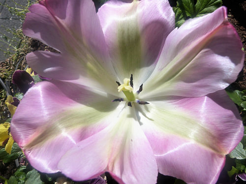 tulp