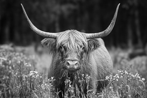 Majestueuze Scottish Highlander gefotografeerd in het natuurgebied Stippelberg, Deurne. Een tijdloze weergave van rust en natuurlijke schoonheid.