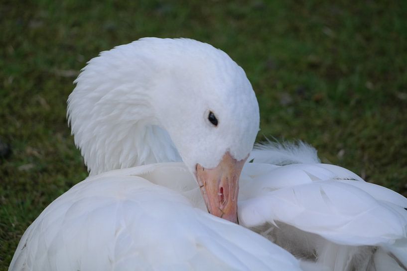zwaan by NanKee Fotografie 