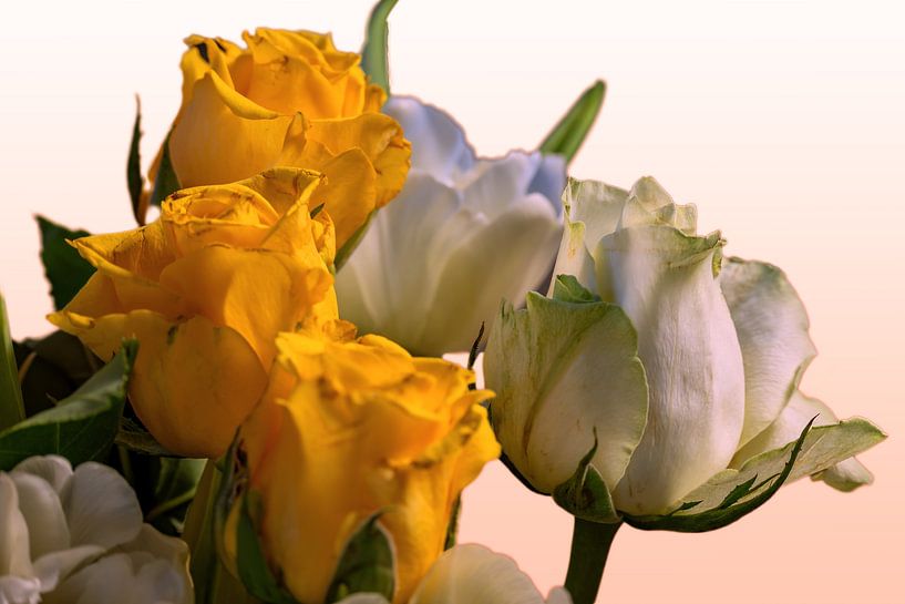 GELE EN WITTE ROZEN van Photoart-Naegele