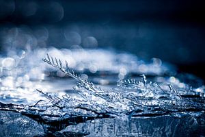 Eiskristalle, ein Wunder der Natur