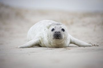 schönes Robbenbaby am Strand von Marjon Kocks