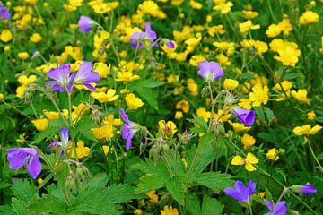 Colourful flower meadow by Gisela Scheffbuch