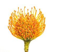 Nutan, (Leucospermum) avec un fond blanc