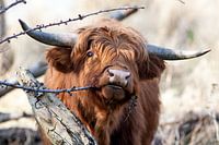Jonge schotse hooglander