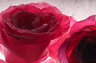Rode roos in kristalhelder ijs 2 van Marc Heiligenstein thumbnail