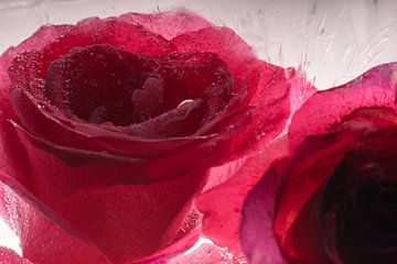 Rode roos in kristalhelder ijs 2 van Marc Heiligenstein