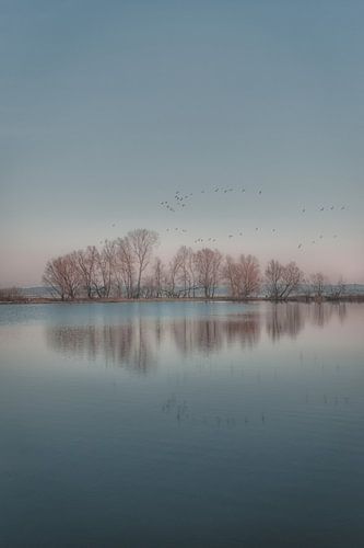 Spiegeling bomen in het water op het eiland van Maurik