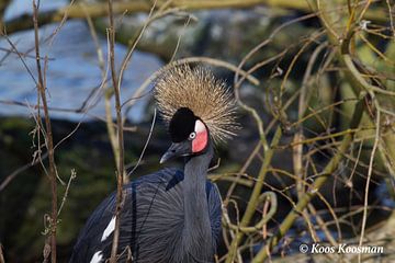 Gekroonde Kraan sur Koos Koosman