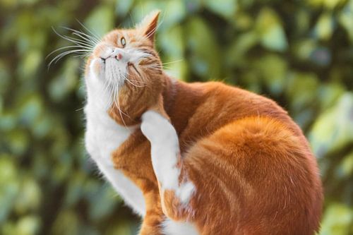 De Rode Poes. 