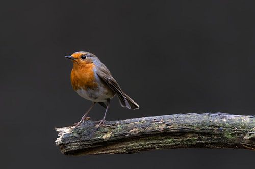 Robins