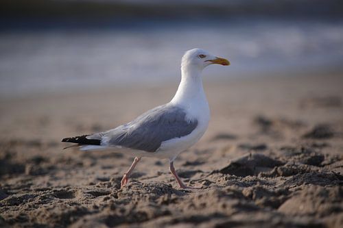 Mouette
