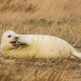 Lachende zeehond van Gerald Schuring